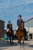 Vente de cheval : Madisone de Molion 